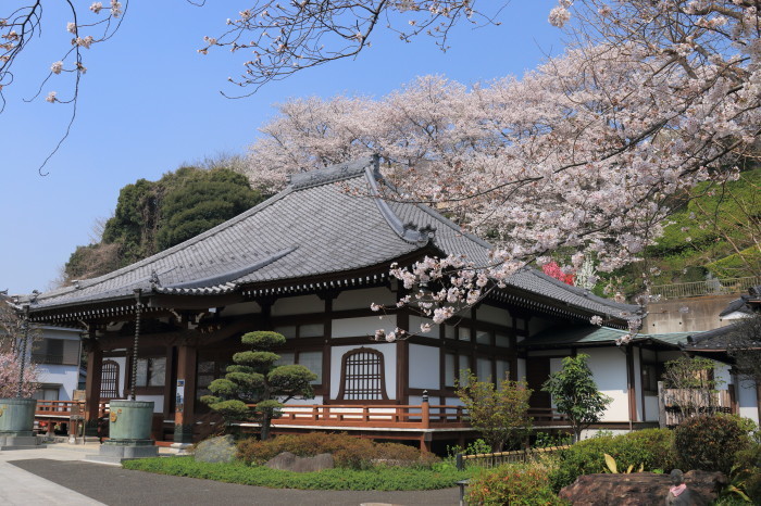 春詣2018「花のお寺 養源寺の朝と夜」_e0320384_06222919.jpg