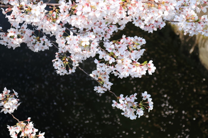 春詣2018「花のお寺 養源寺の朝と夜」_e0320384_06255505.jpg