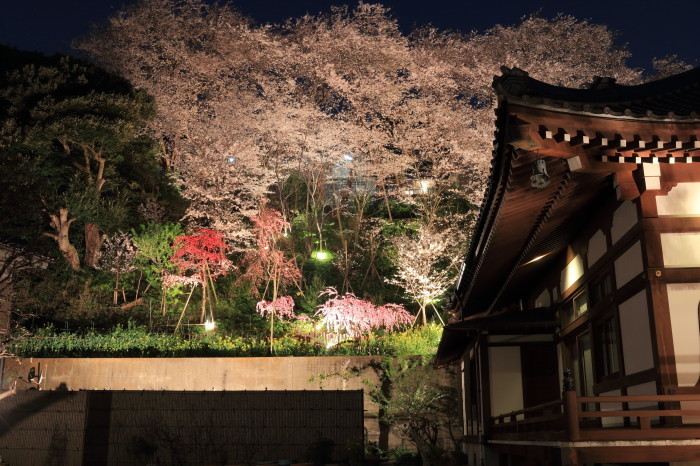 春詣2018「花のお寺 養源寺の朝と夜」_e0320384_06284083.jpg