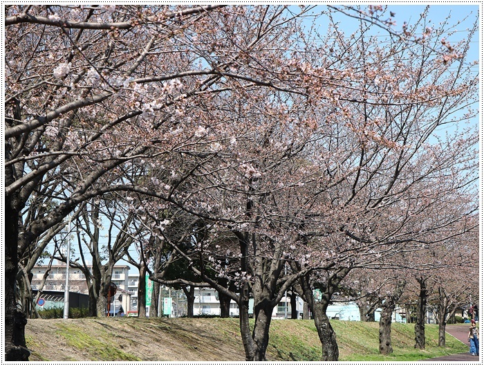 ２０１８年のお花見を振り返って　その１　開花宣言後と満開の平和市民公園_b0175688_23343187.jpg