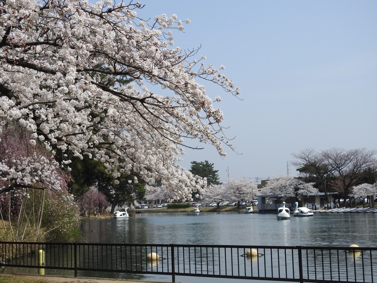 敷島公園で桜と鳥さん_d0169692_22414191.jpg