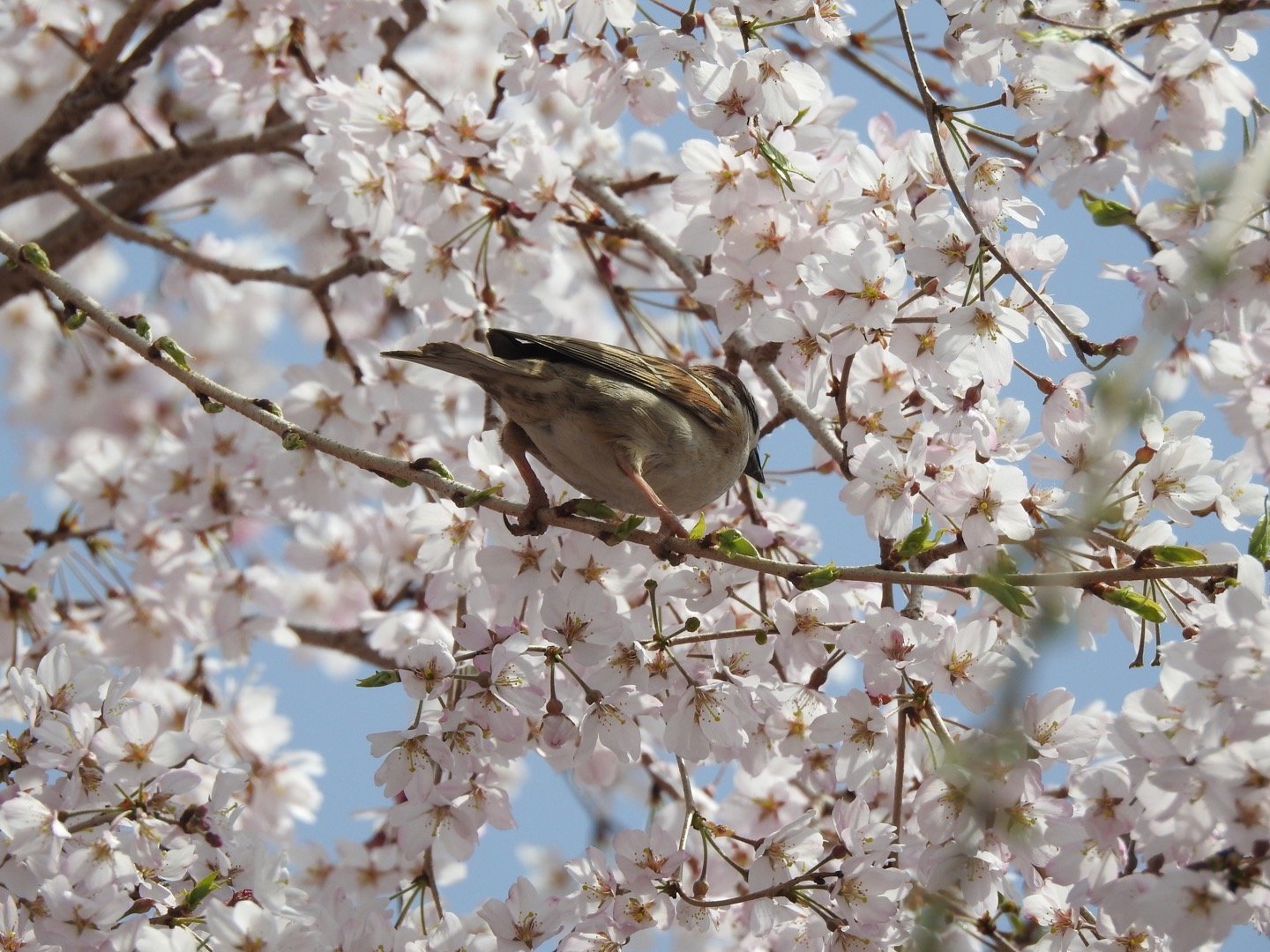 敷島公園で桜と鳥さん_d0169692_22520694.jpg