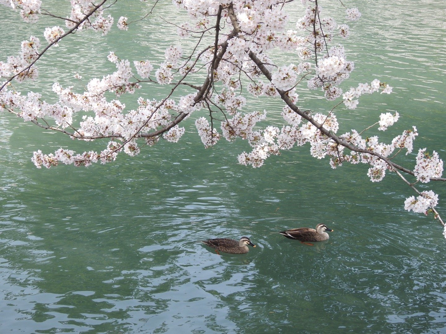 敷島公園で桜と鳥さん_d0169692_22544726.jpg