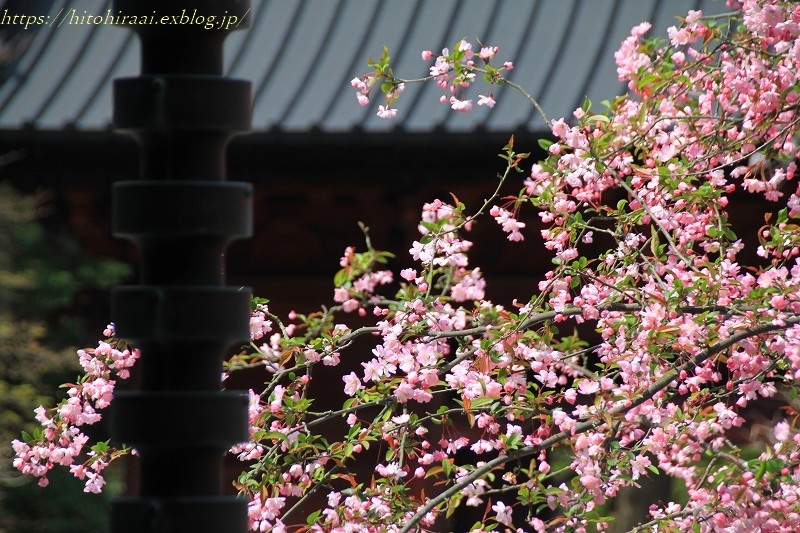 鎌倉の桜と花海棠 妙本寺 暮らしを紡ぐ