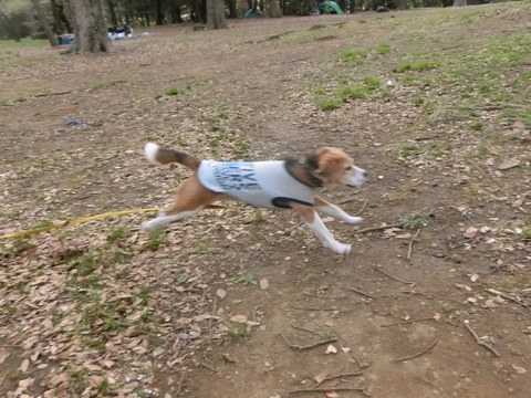a0319693_813455.jpg