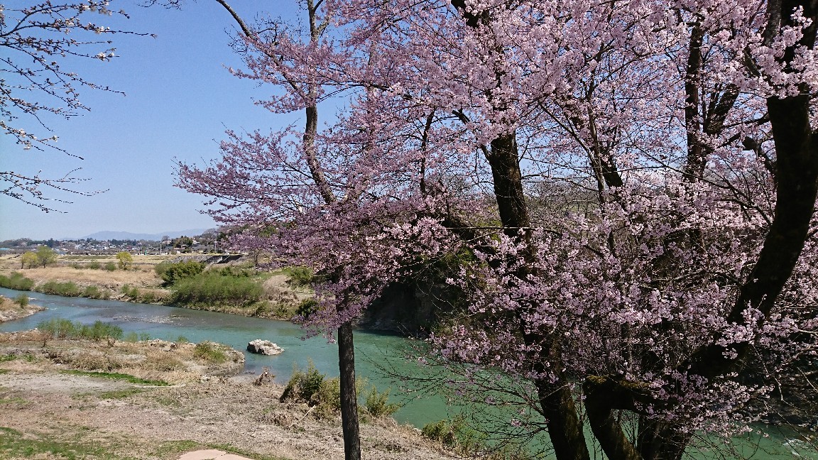 天竜川と桜_e0124493_13192167.jpg