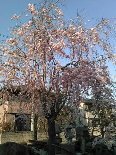 家の垂れ桜も満開にな..._b0224194_18185227.jpg