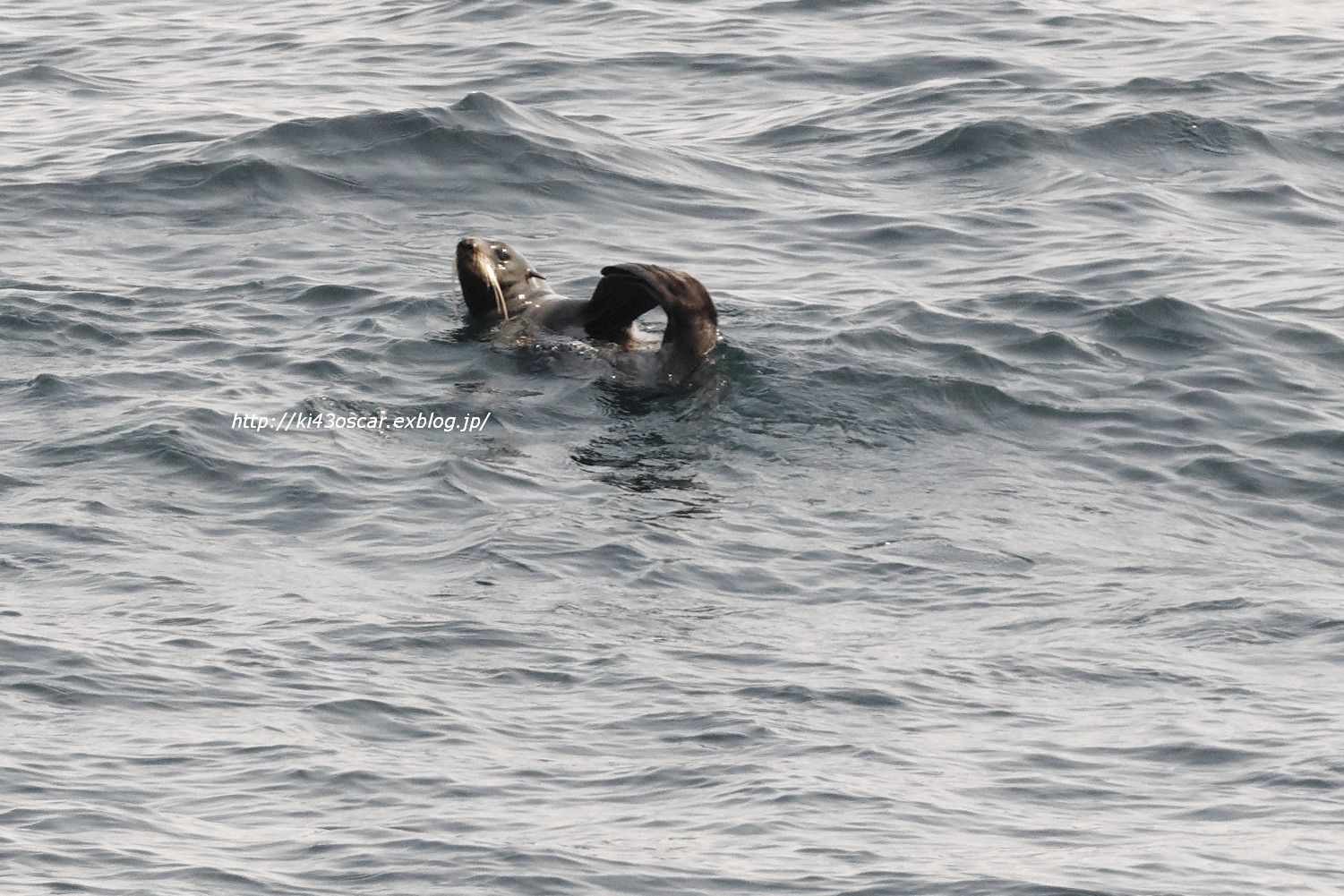 我々は波間に漂う謎の生物と遭遇した Olive Drab