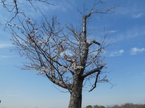 2018年4月1日土浦市社会福祉施設ふれあい長嶺もちつき大会　　その28_d0249595_09404923.jpg