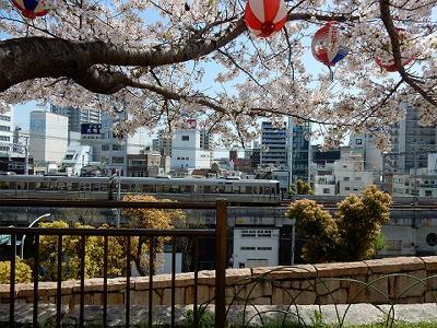 花隈公園の桜 神戸トピックス 花隈公園の桜 神戸トピックス