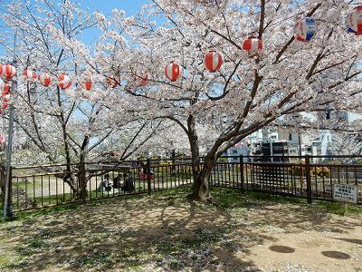 花隈公園の桜 神戸トピックス 花隈公園の桜 神戸トピックス