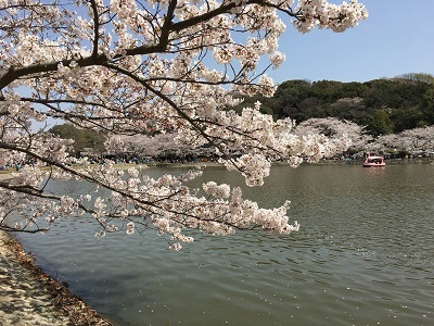 明石城でお花見～♪_f0372998_20123273.jpg