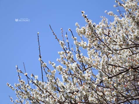 ポカポカ土曜日♪ヽ(^o^)丿_c0140599_13124299.jpg