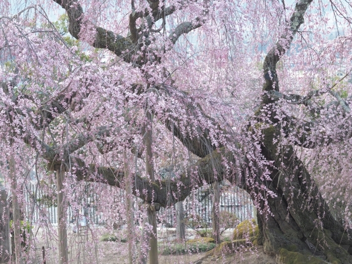 信州飯田市内の桜は満開_f0224100_23355214.jpg