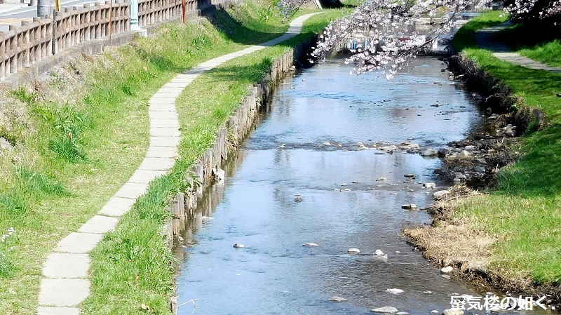 「月がきれい」舞台探訪016 桜の季節に新河岸川氷川橋から起点の碑までを巡って(H300325)_e0304702_20442149.jpg