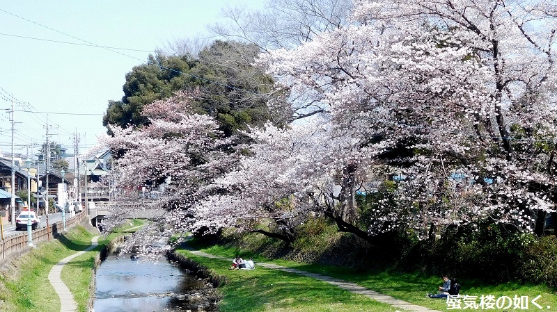 「月がきれい」舞台探訪016　桜の季節に新河岸川氷川橋から起点の碑までを巡って(H300325)_e0304702_20444422.jpg