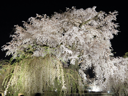 二度の夜桜_b0347607_23573830.gif