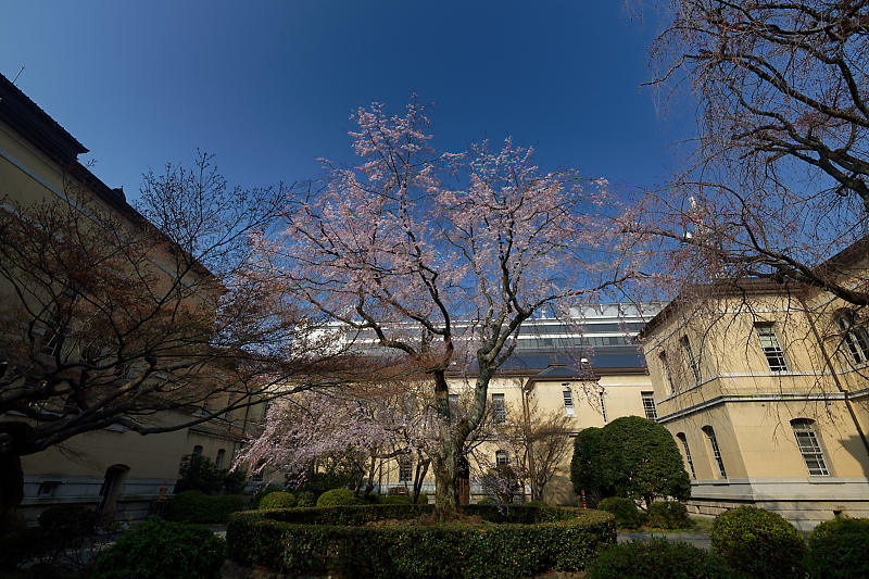 桜巡り2018＠京都府庁旧本館_f0032011_17023358.jpg