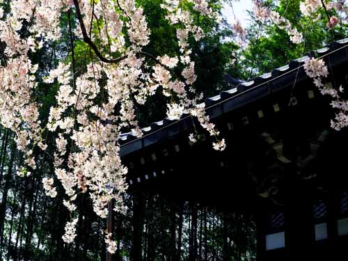 千歳烏山寺町巡り　（４月１日　寫壇太陽撮影会）_a0023315_18582750.jpg