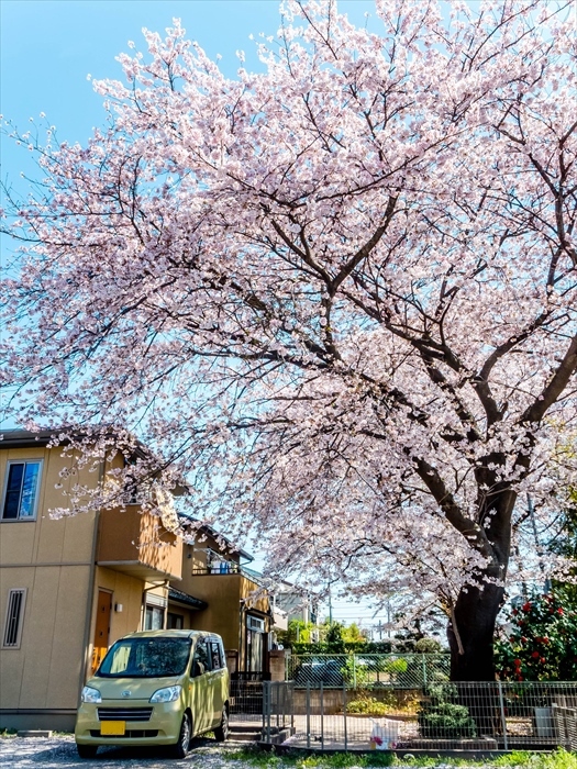 桜 2018年-2_c0322016_22333948.jpg