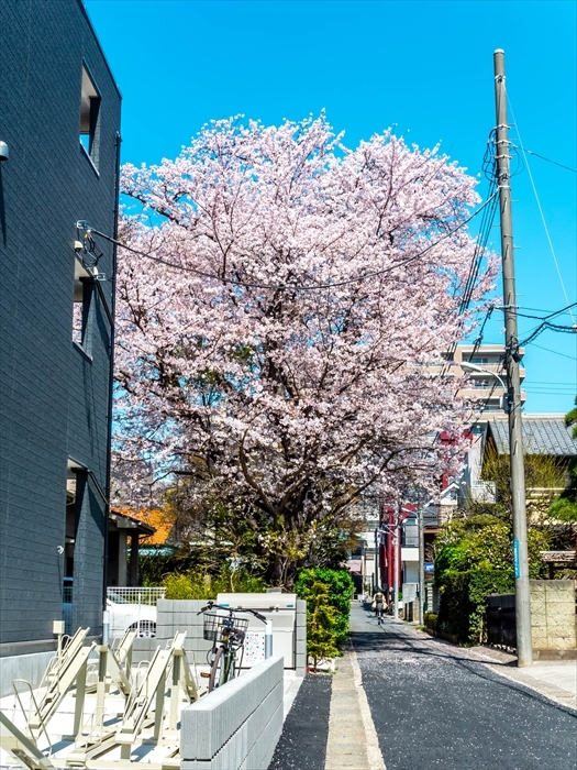 桜 2018年-2_c0322016_22335746.jpg