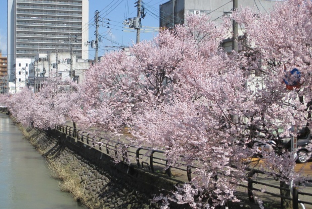 桜の季節_e0147016_19373253.jpg