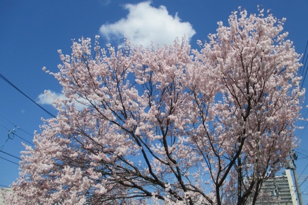 桜の季節_e0147016_19475701.jpg