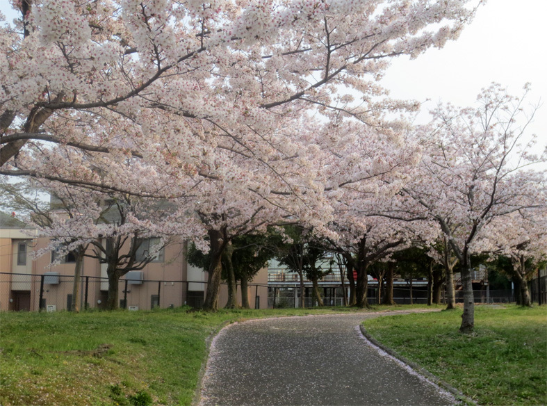 ■暮れ方の桜──週替わりの夕暮れ［3/31-4/1］_d0190217_22311852.jpg