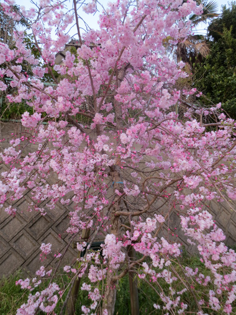 ■暮れ方の桜──週替わりの夕暮れ［3/31-4/1］_d0190217_22322172.jpg
