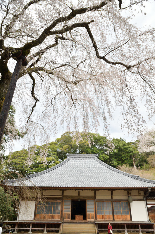 寺の桜　報本寺_e0362418_12040982.jpg