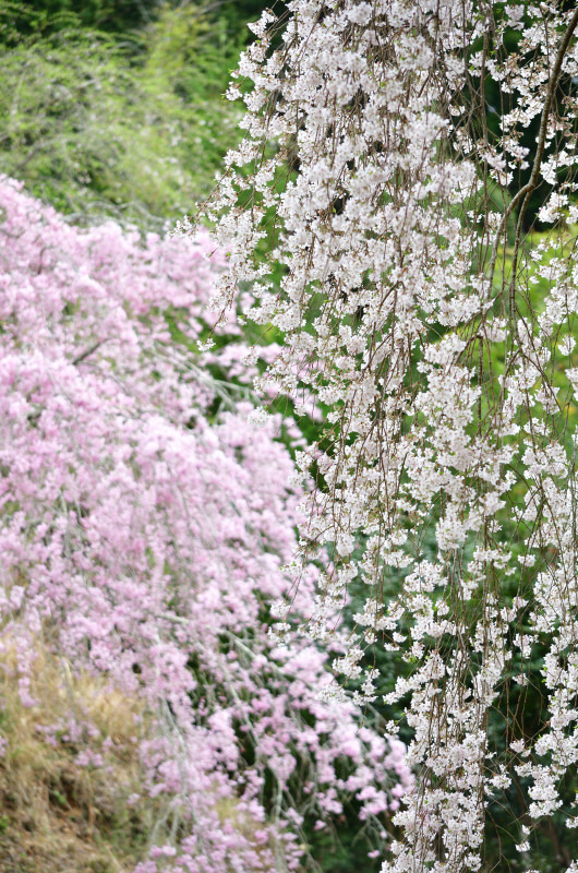 寺の桜　報本寺_e0362418_12050478.jpg