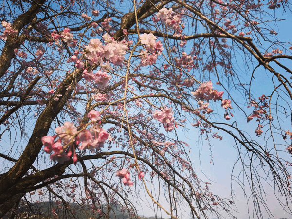 c0260421_00503120.gif