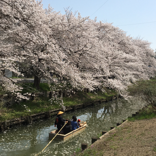 川越 新河岸川川の桜とむすびカフェ_f0340021_22310312.jpg