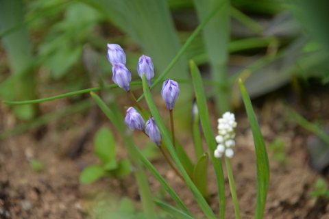 八ケ岳の花たち_e0335926_19504438.jpg