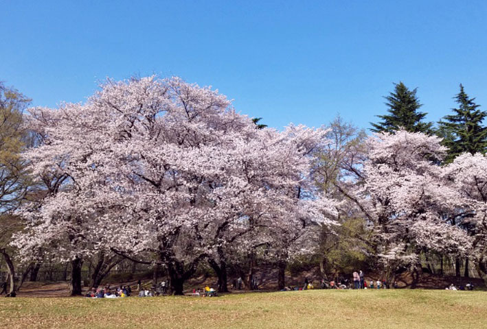 桜_b0075429_20513496.jpg