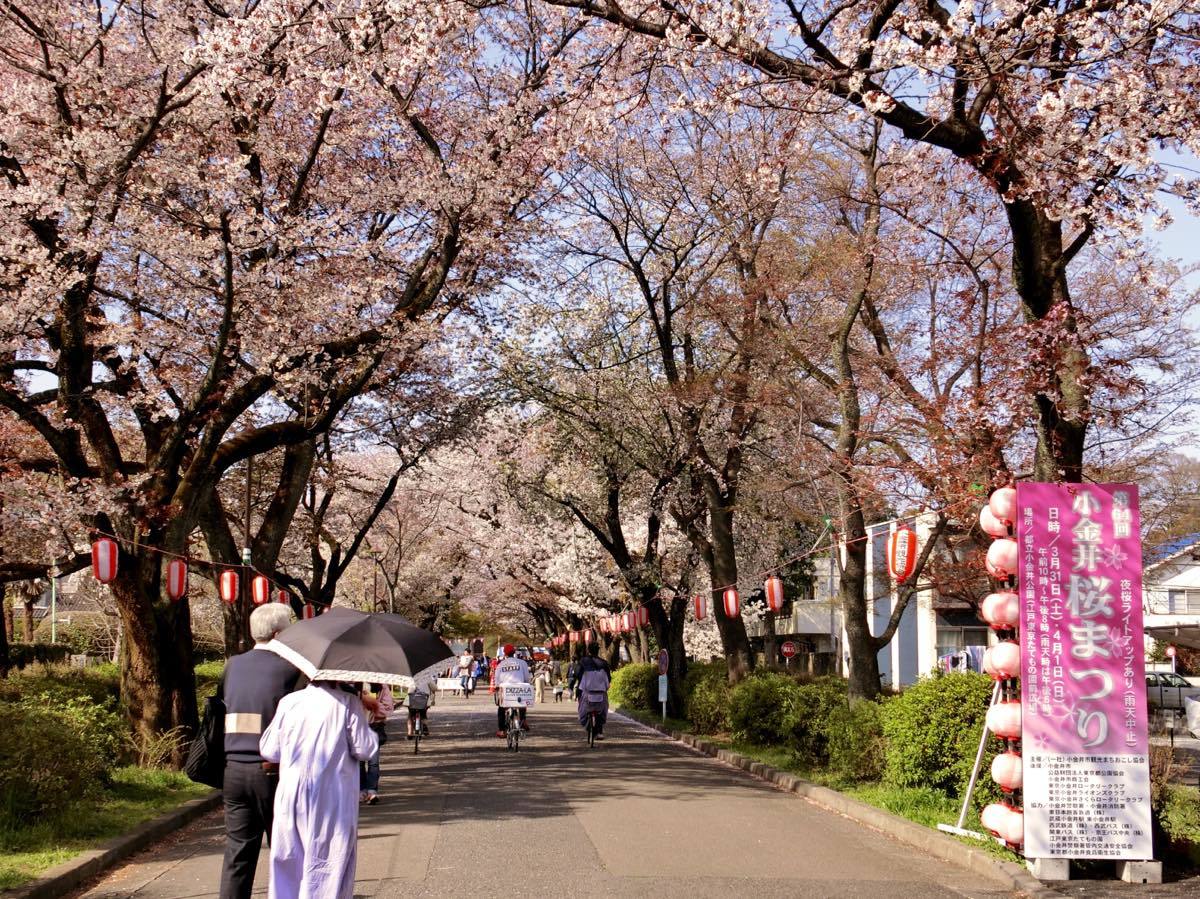 小金井公園と五日市街道の桜 黄色い電車に乗せて