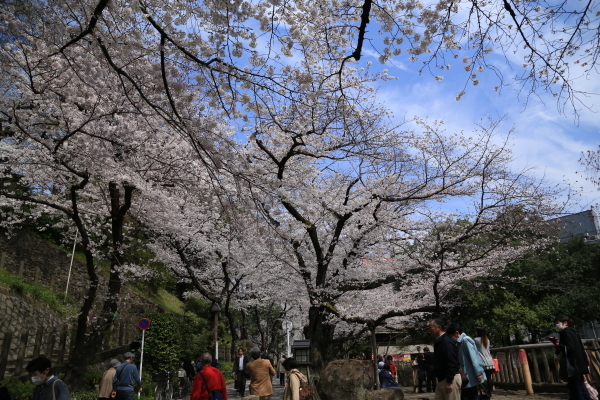 １８年桜紀行４音無親水公園_f0229832_09060016.jpg