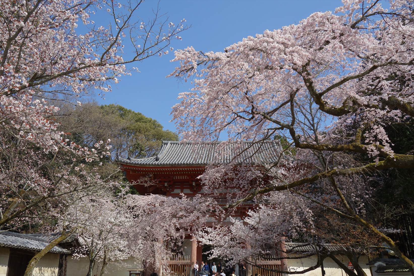 △　お花見山行　醍醐寺~音羽山　△_f0348933_20515399.jpg