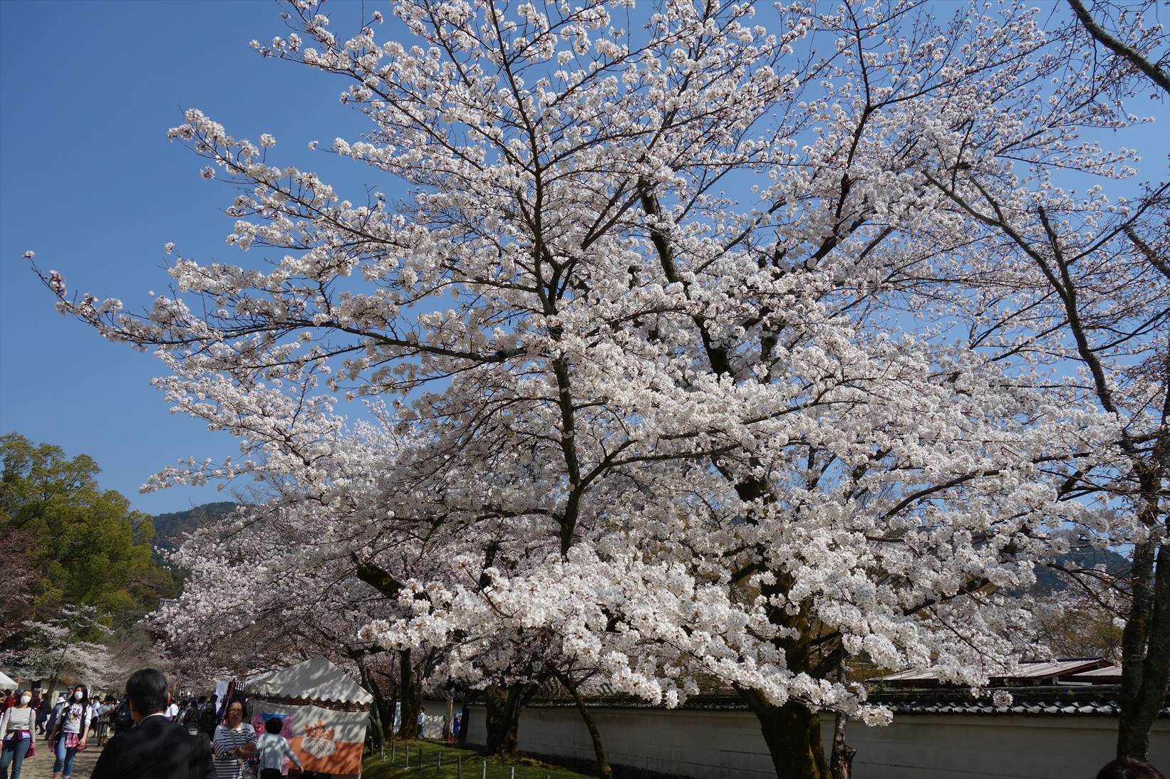 △　お花見山行　醍醐寺~音羽山　△_f0348933_20555152.jpg