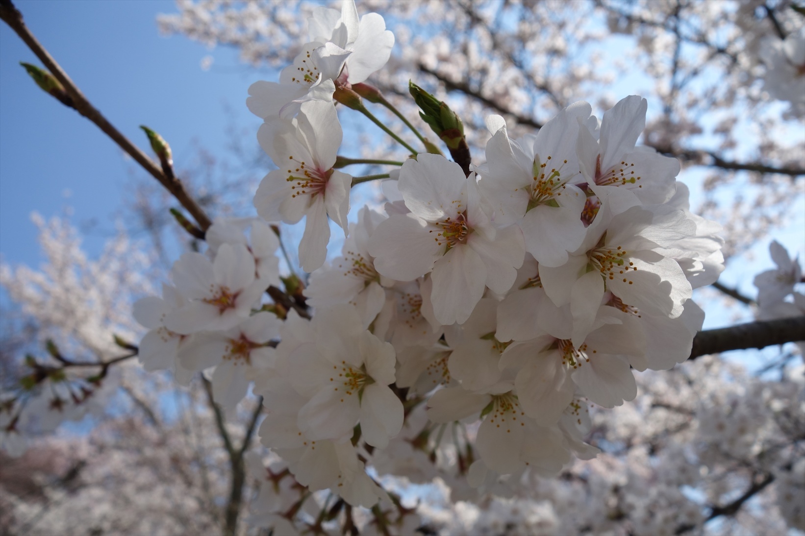 △　お花見山行　醍醐寺~音羽山　△_f0348933_20562308.jpg