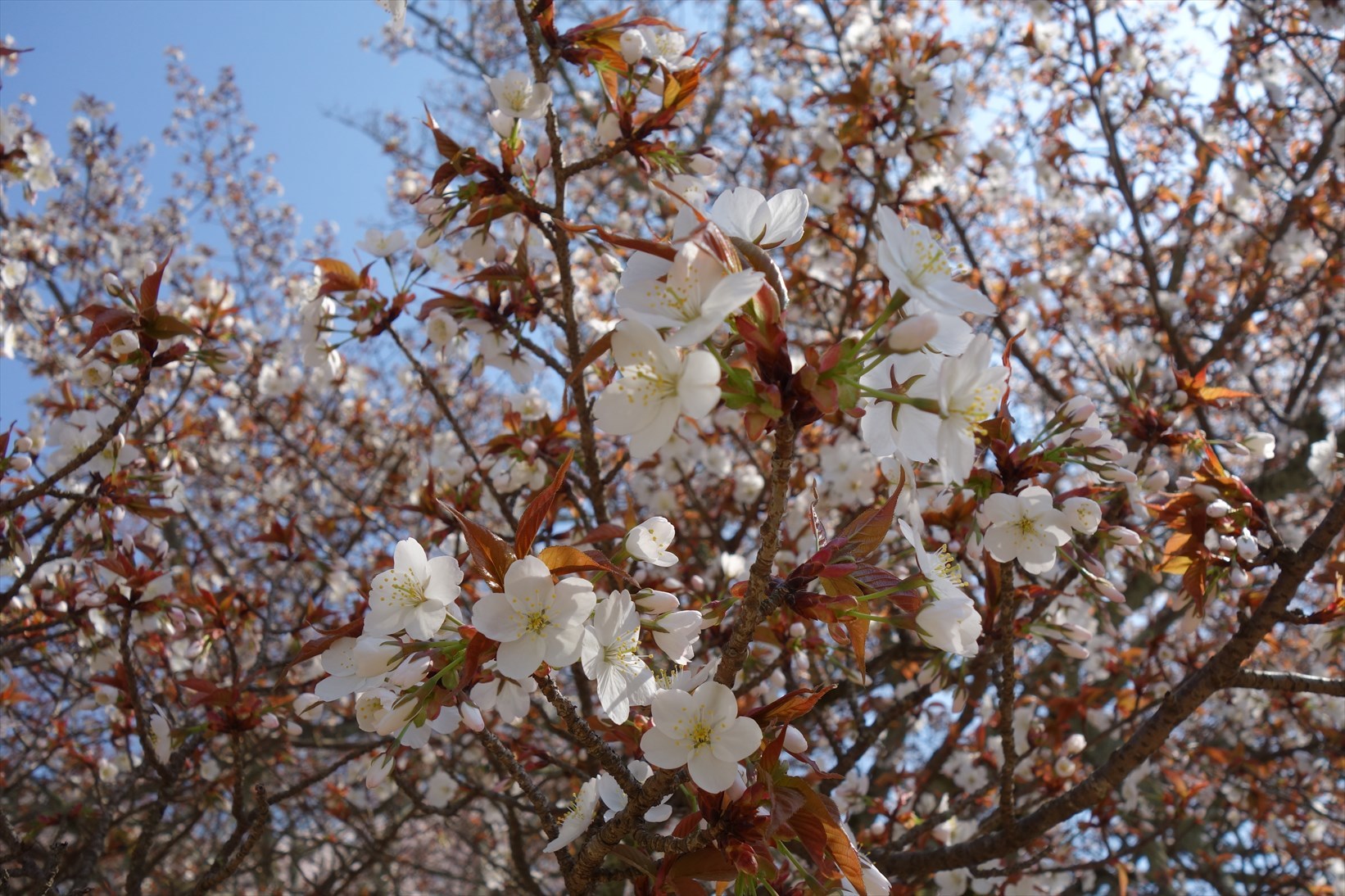 △　お花見山行　醍醐寺~音羽山　△_f0348933_20564337.jpg