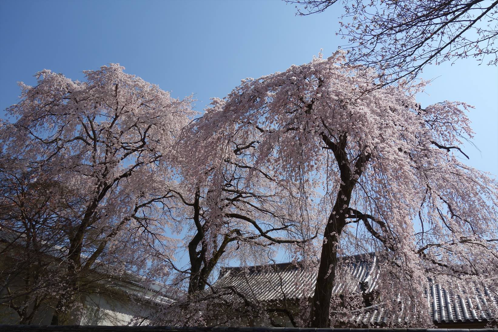 △　お花見山行　醍醐寺~音羽山　△_f0348933_20571866.jpg