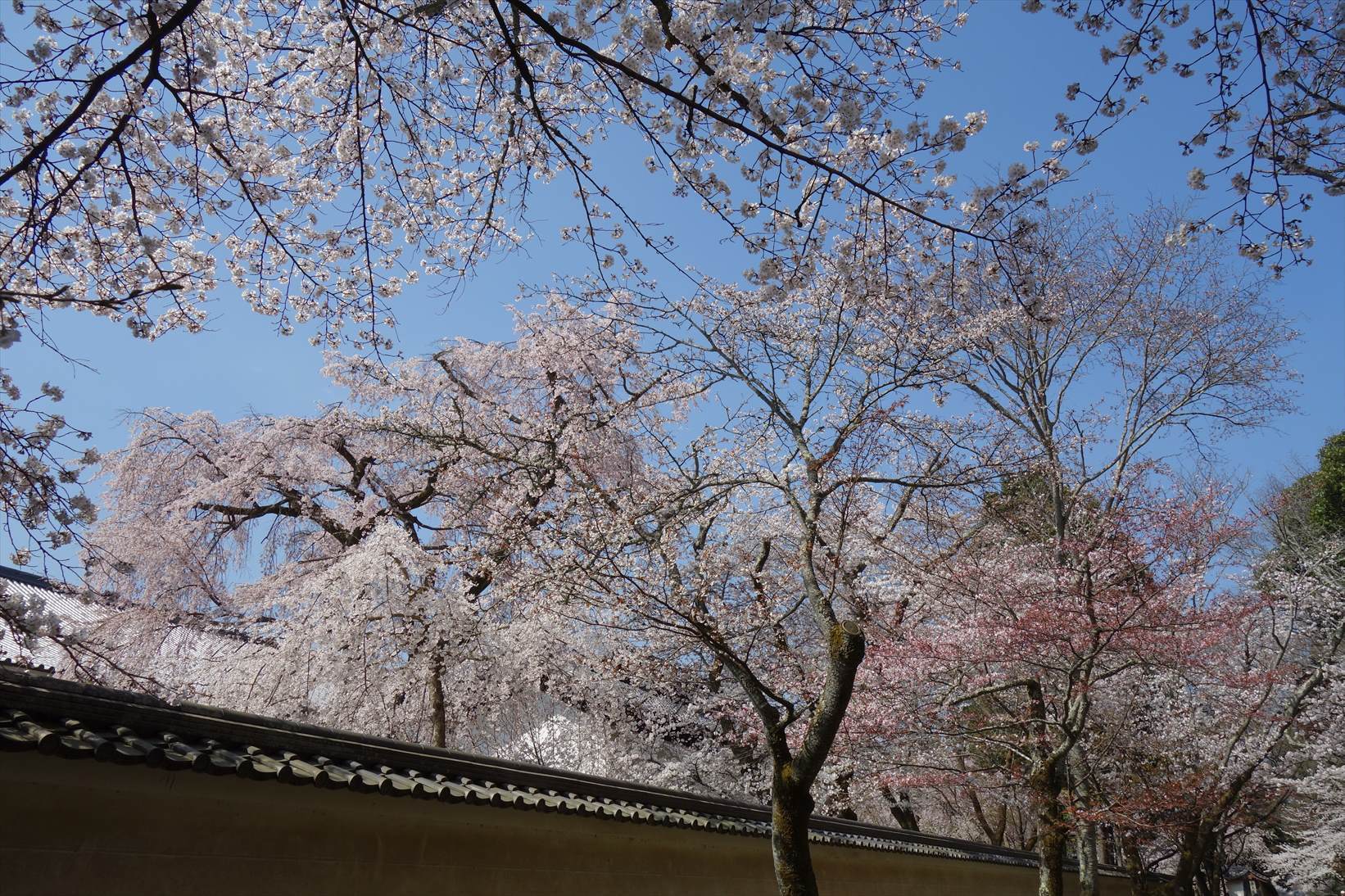 △　お花見山行　醍醐寺~音羽山　△_f0348933_20580006.jpg