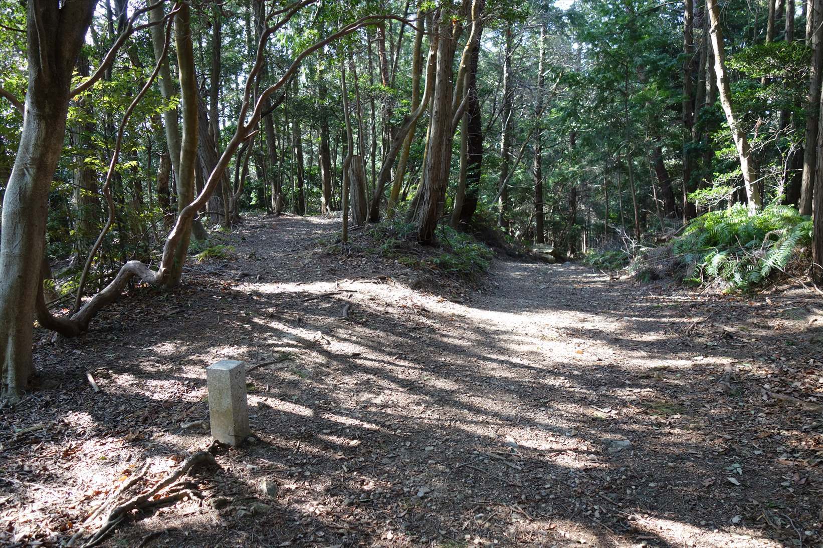 △　お花見山行　醍醐寺~音羽山　△_f0348933_21005107.jpg