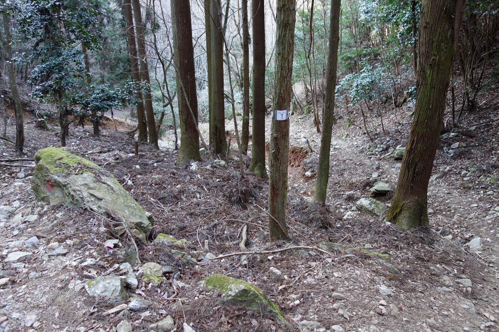 △　お花見山行　醍醐寺~音羽山　△_f0348933_21093760.jpg