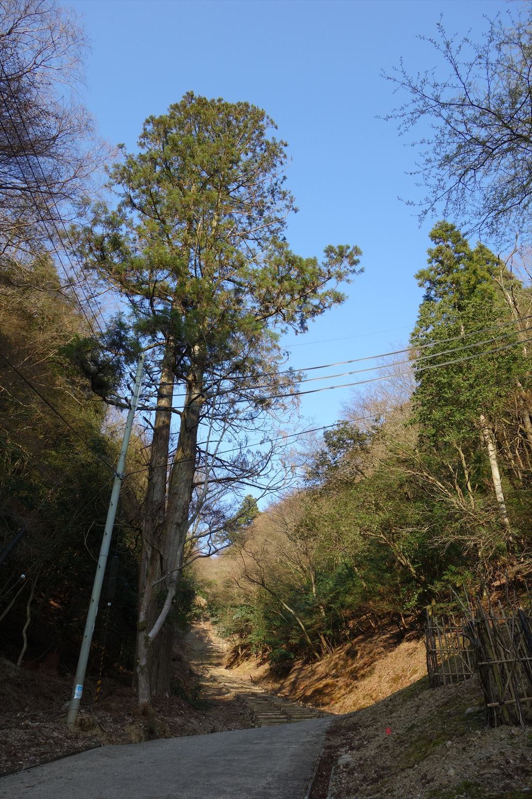 △　お花見山行　醍醐寺~音羽山　△_f0348933_21131405.jpg