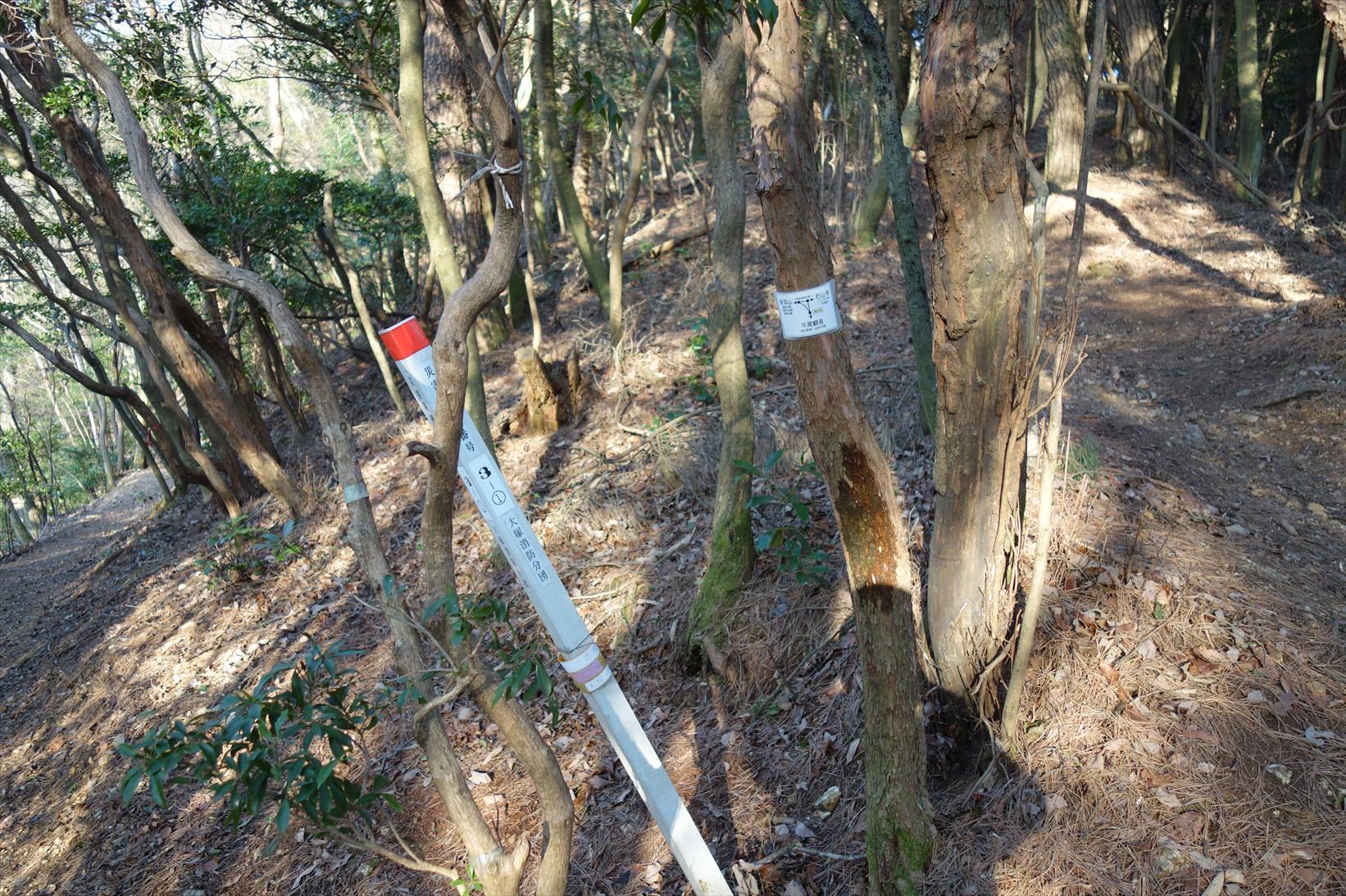 △　お花見山行　醍醐寺~音羽山　△_f0348933_21174172.jpg