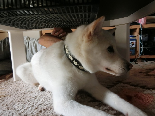 e0123136_20122499.jpg