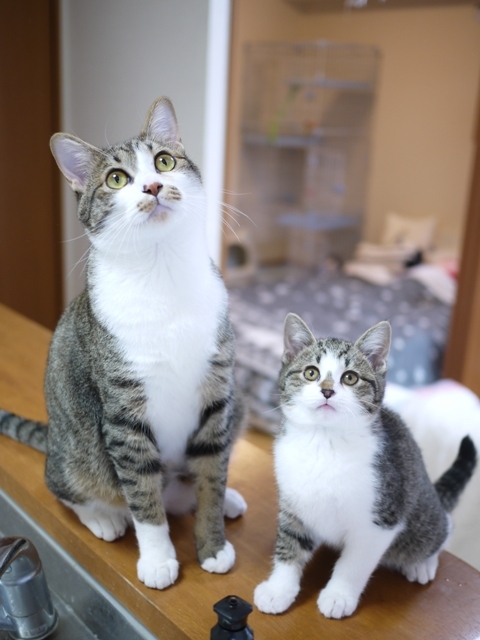 猫のお留守番 しかまるくんおろしくん編。_a0143140_22400668.jpg