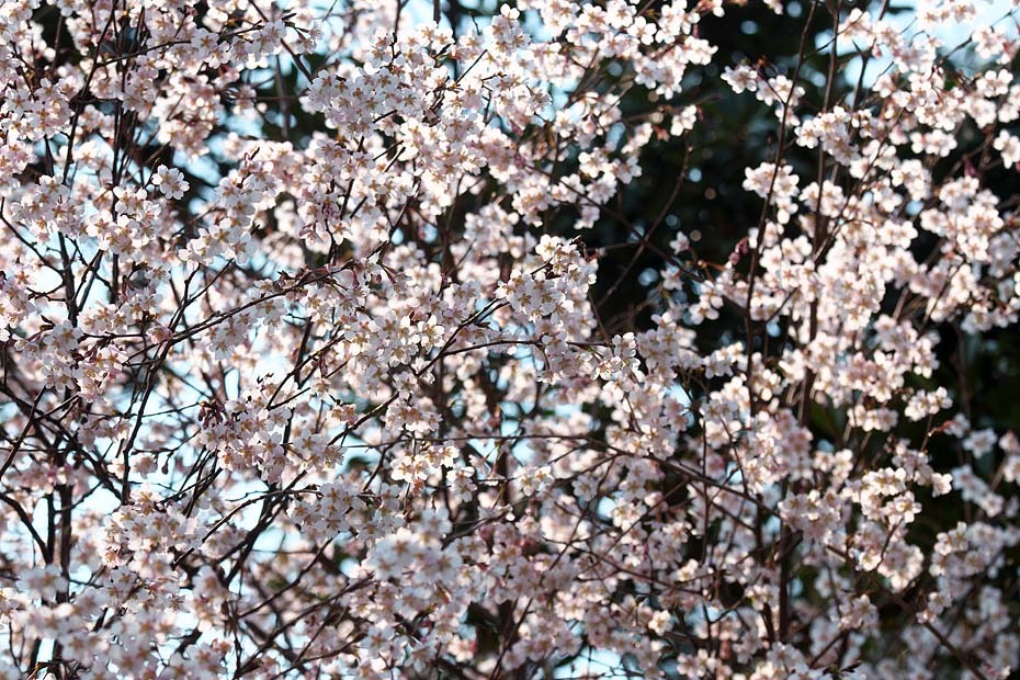 c0067040_22284662.jpg